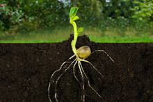 Growing Sprout Plant And Roots Under Ground A Garden. 