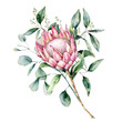 Watercolor protea bouquet with eucalyptus leaves. Hand painted pink flower with branch isolated on white background. Nature botanical illustration for design, print. Realistic delicate plant.