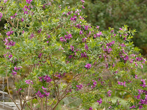 Polygala Myrtifolia Polygale à Feuilles De Myrte Un