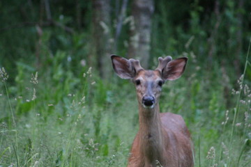 whitetail buck