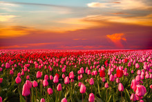 Colorful Field Of Tulips, Netherlands. Keukenhof Park, Holland.