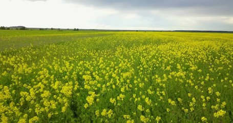 Wall Mural - Aero view from drone in field of colza Brassica napus in sunny day