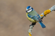 Blue Tit (Eurasian Blue Tit, Cyanistes Caeruleus) On The Branch Of A Tree In The Blurred Background