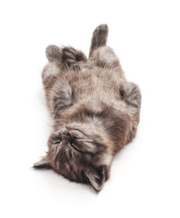 Canvas Print - Cute kitten lies on his back and sleeping.