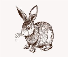 Graphical Vintage Bunny, Retro Illustration,sketch