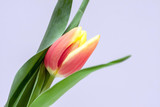 Fototapeta Tulipany - Bezauberndes Tulpenblüten-Ensemble als Ostergeschenk