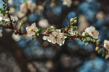 Apple flower