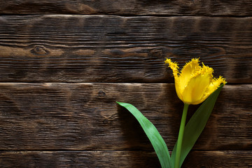 Yellow tulip flower on a wooden table background with a copy space.