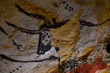 Tête de vache sauvage dans la grotte de Lascaux (France )