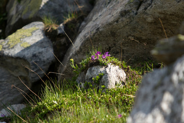 moss on the stone flowers