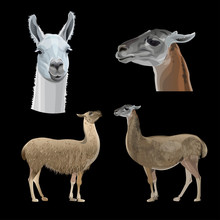 Set Of Vector Llamas