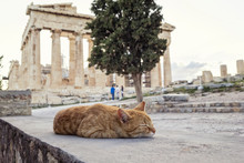 Cat Sleeping In Front Of Parthenon