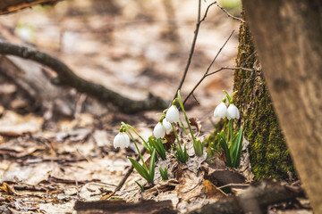 Wall Mural - white blooming snowdrop folded or galanthus plicatus