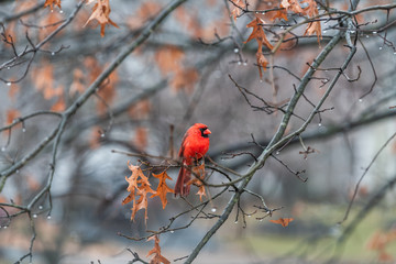 wet one male red northern cardinal cardinalis bird sitting perched on oak tree branch during winter 