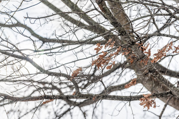 Wall Mural - Closeup of oak tree branch and autumn foliage dry leaves in backyard or front yard forest during winter with cloudy overcast white sky background in Virginia