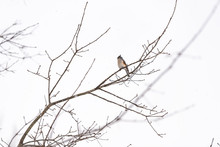 One Tufted Titmouse Titmice Bird Sitting Perched On Top Of Tree Branch During Winter Singing Chirping In Virginia