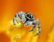 Jumping Spider Macro Inside a Flower