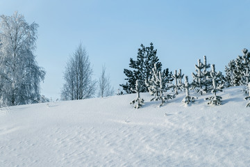 Wall Mural - Snowy countryside with forest winter Rovaniemi