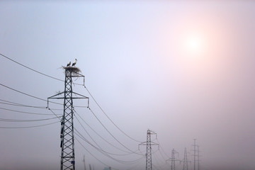 The two white stork on the pylon