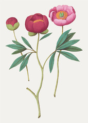 Poster - Peony in vintage style