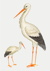 Poster - Stork in vintage style