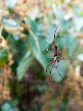 Red Legged Golden Orb Weaver Spider In Taiwan
