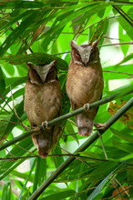The Lovely Couple Of White-fronted Scops Owl, Beautiful Bird In Thailand.