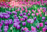Fototapeta  - Beautiful pink tulips in the spring time
