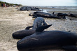 Dead pilot whales at a whale stranding on Farewell Spit, New Zealand