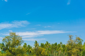  Coconut palm plantation tree with blue sky cloud