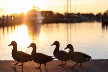 Silhouettes Of Mallard Ducks In Downtown Annapolis, Maryland Near The Boat Docks