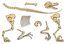 Velociraptor Skeleton, Velociraptor Fossil, Velociraptor Bones, Fossil Dinosaur, Vector Graphic To Design