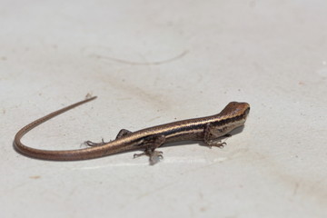 seychelles skink