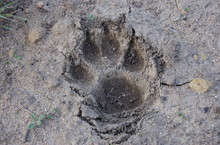 Paw Print In Mud Free Stock Photo - Public Domain Pictures