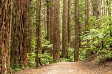 Fototapeta redwoods forest rotorua 