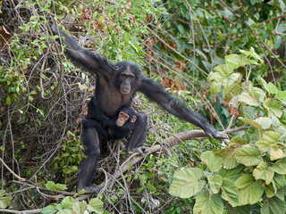 chimpanzee (pan troglodytes)