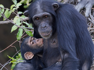  Szympans (Pan troglodytes)