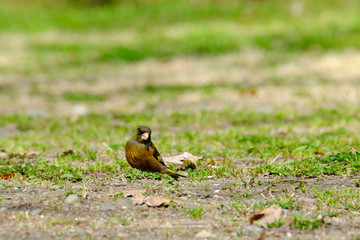 oriental greenfinch