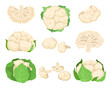 Cauliflower set. Organic food concept. Vector illustration.