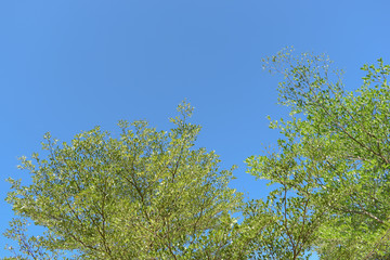 Wall Mural - green leaf branchs of big tree in nature