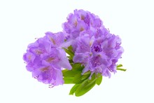 Rhododendron Flower. Purple Rhododendron Flower  Isolated On White Background.top View, Copy Space.