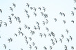© tony mills - A flock of Dunlin (Calidris alpina) in flight over the Hayle Estuary, Cornwall, England, UK.