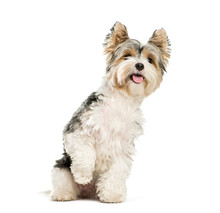Biewer Yorkshire Terrier, 3 Years Old, Sitting In Front Of White