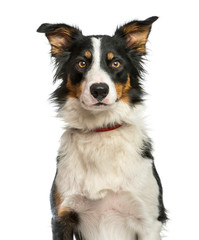  Border Collie, 1 year old, sitting in front of white background