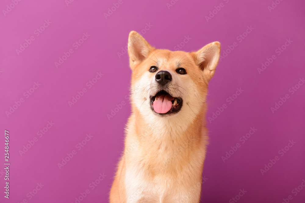 Cute Akita Inu dog on color background