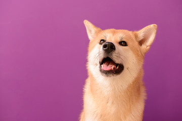 Cute Akita Inu dog on color background