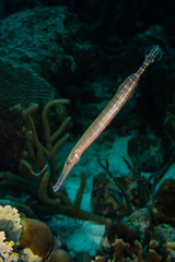 Sticker - A beautiful trumpetfish (Aulostomus maculatus) hovering vertically on the fringing coral reef around the caribbean island Bonaire