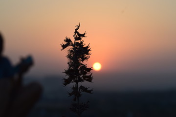 tree at sunset