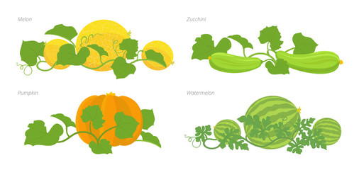 Poster - Set of cucurbitaceae plants. Pumpkin melon and watermelon zucchini or courgette plant.