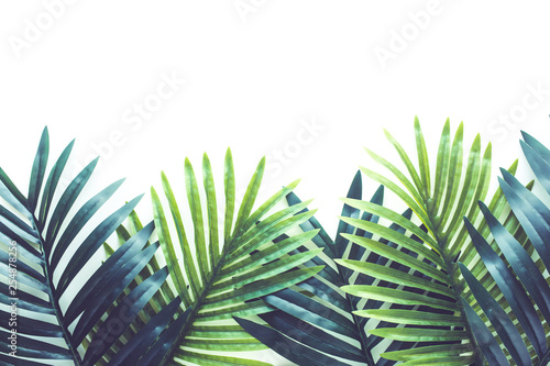tropikalne-liscie-lisci-roslin-z-bliska-z-bialym-tle-kopia-przestrzen-natura-i-lato-pojec-pomyslow